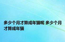 多少个月才算成年猫呢 多少个月才算成年猫