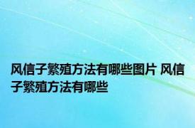 风信子繁殖方法有哪些图片 风信子繁殖方法有哪些