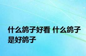 什么鸽子好看 什么鸽子是好鸽子