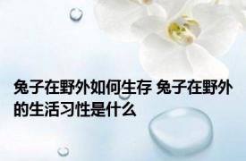 兔子在野外如何生存 兔子在野外的生活习性是什么