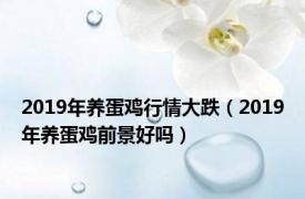 2019年养蛋鸡行情大跌（2019年养蛋鸡前景好吗）