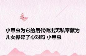 小甲虫为它的后代做出无私奉献为儿女操碎了心对吗 小甲虫 