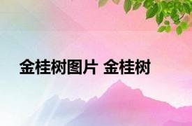 金桂树图片 金桂树 