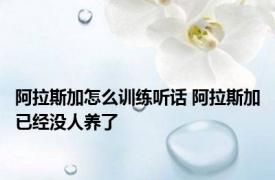 阿拉斯加怎么训练听话 阿拉斯加已经没人养了 