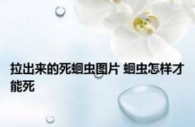 拉出来的死蛔虫图片 蛔虫怎样才能死 