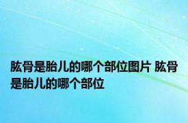 肱骨是胎儿的哪个部位图片 肱骨是胎儿的哪个部位 