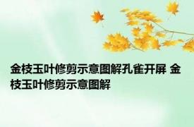 金枝玉叶修剪示意图解孔雀开屏 金枝玉叶修剪示意图解 