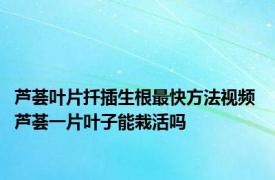 芦荟叶片扦插生根最快方法视频 芦荟一片叶子能栽活吗