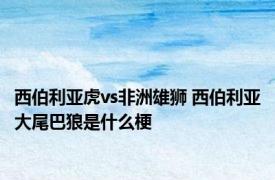 西伯利亚虎vs非洲雄狮 西伯利亚大尾巴狼是什么梗