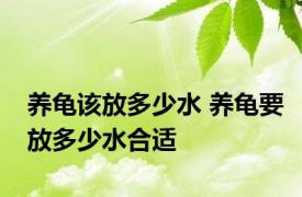 养龟该放多少水 养龟要放多少水合适