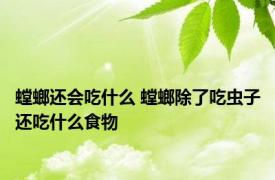 螳螂还会吃什么 螳螂除了吃虫子还吃什么食物