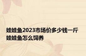 娃娃鱼2023市场价多少钱一斤 娃娃鱼怎么饲养