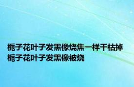 栀子花叶子发黑像烧焦一样干枯掉 栀子花叶子发黑像被烧 