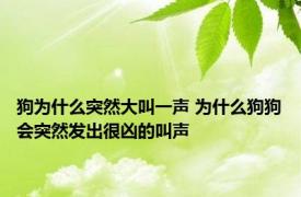 狗为什么突然大叫一声 为什么狗狗会突然发出很凶的叫声