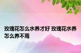 玫瑰花怎么水养才好 玫瑰花水养怎么养不蔫