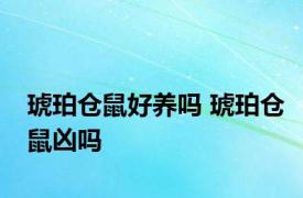 琥珀仓鼠好养吗 琥珀仓鼠凶吗