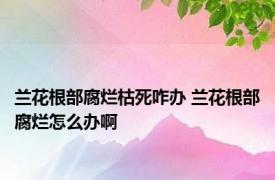 兰花根部腐烂枯死咋办 兰花根部腐烂怎么办啊