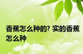 香蕉怎么种的? 实的香蕉怎么种