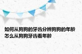 如何从狗狗的牙齿分辨狗狗的年龄 怎么从狗狗牙齿看年龄