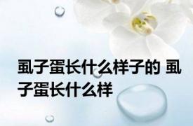 虱子蛋长什么样子的 虱子蛋长什么样