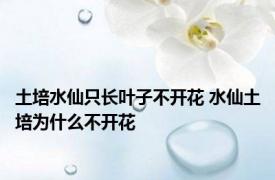 土培水仙只长叶子不开花 水仙土培为什么不开花