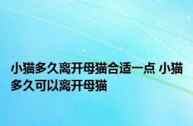 小猫多久离开母猫合适一点 小猫多久可以离开母猫