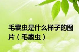 毛囊虫是什么样子的图片（毛囊虫）