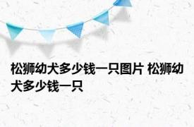 松狮幼犬多少钱一只图片 松狮幼犬多少钱一只 