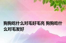 狗狗吃什么对毛好毛亮 狗狗吃什么对毛发好