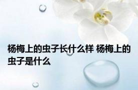 杨梅上的虫子长什么样 杨梅上的虫子是什么