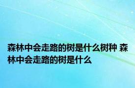 森林中会走路的树是什么树种 森林中会走路的树是什么