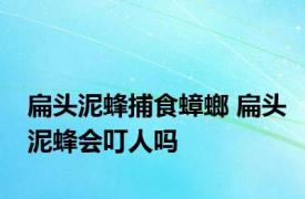 扁头泥蜂捕食蟑螂 扁头泥蜂会叮人吗