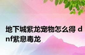 地下城紫龙宠物怎么得 dnf紫息毒龙 