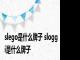 slego是什么牌子 sloggi是什么牌子