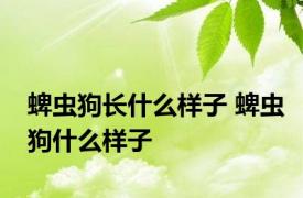 蜱虫狗长什么样子 蜱虫狗什么样子