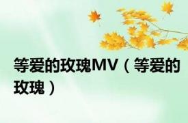 等爱的玫瑰MV（等爱的玫瑰）