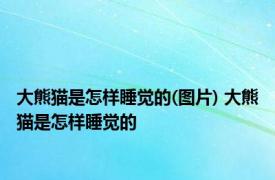 大熊猫是怎样睡觉的(图片) 大熊猫是怎样睡觉的