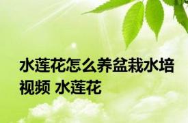 水莲花怎么养盆栽水培视频 水莲花 