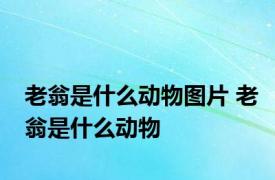 老翁是什么动物图片 老翁是什么动物