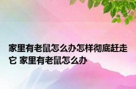 家里有老鼠怎么办怎样彻底赶走它 家里有老鼠怎么办