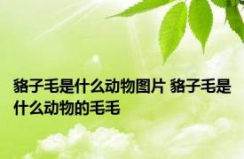 貉子毛是什么动物图片 貉子毛是什么动物的毛毛