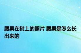 腰果在树上的照片 腰果是怎么长出来的