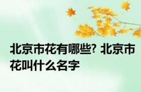 北京市花有哪些? 北京市花叫什么名字