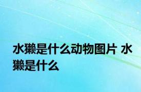 水獭是什么动物图片 水獭是什么