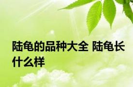 陆龟的品种大全 陆龟长什么样