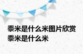 黍米是什么米图片欣赏 黍米是什么米