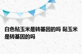 白色粘玉米是转基因的吗 黏玉米是转基因的吗