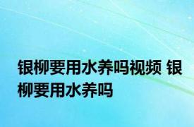 银柳要用水养吗视频 银柳要用水养吗