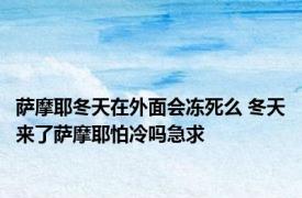 萨摩耶冬天在外面会冻死么 冬天来了萨摩耶怕冷吗急求