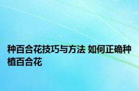 种百合花技巧与方法 如何正确种植百合花